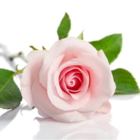 belle_1b